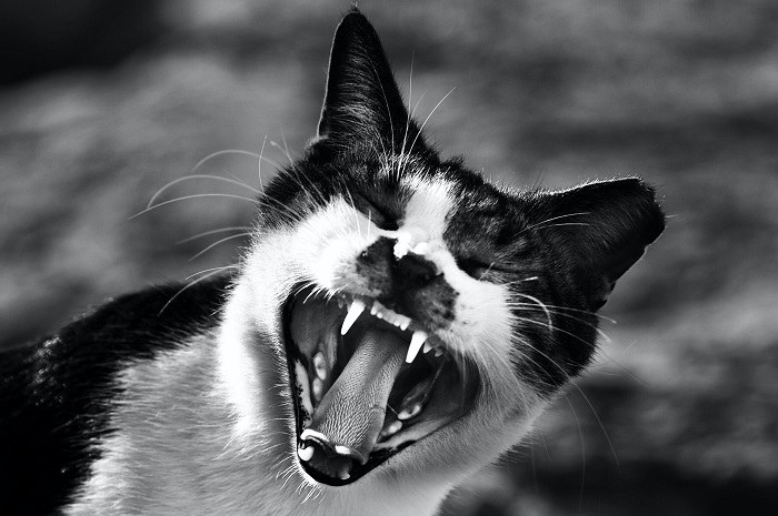 Which Cats Are More Likely To Scream