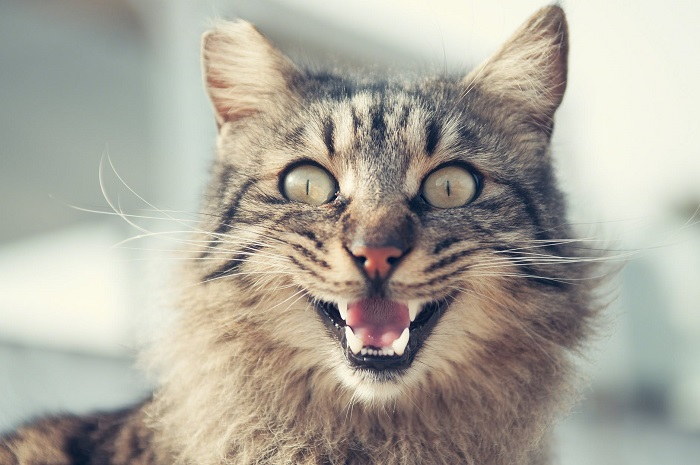 Why Do Cats Scream