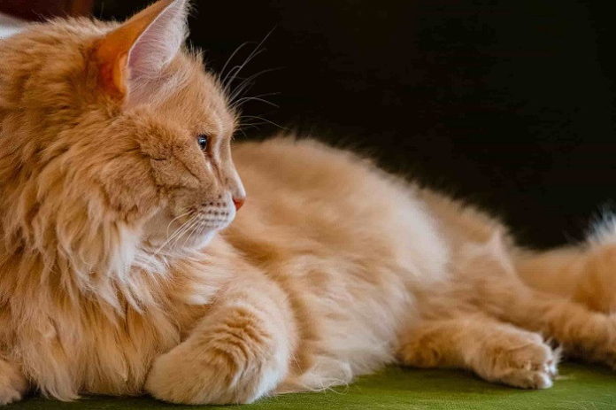 female orange tabby cat