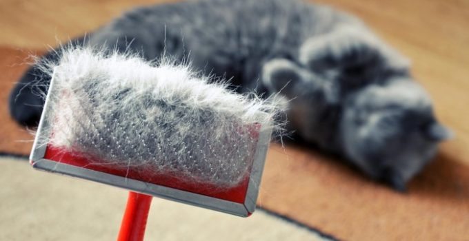Cat Dandruff - What Is It, Causes, and Skincare Tips