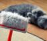 Cat Dandruff - What Is It, Causes, and Skincare Tips