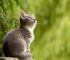 How Long Do Cats Live - Lifespan of Indoor and Outdoor Cat