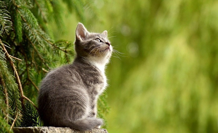 How Long Do Cats Live - Lifespan of Indoor and Outdoor Cat