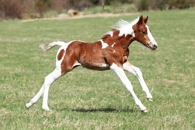 A Young Horse is Called