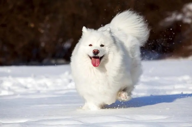 Big White Fluffy Dog