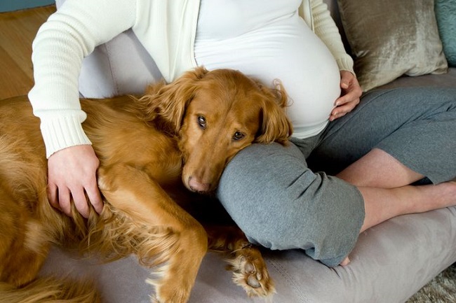 Can Dogs Sense Pregnancy