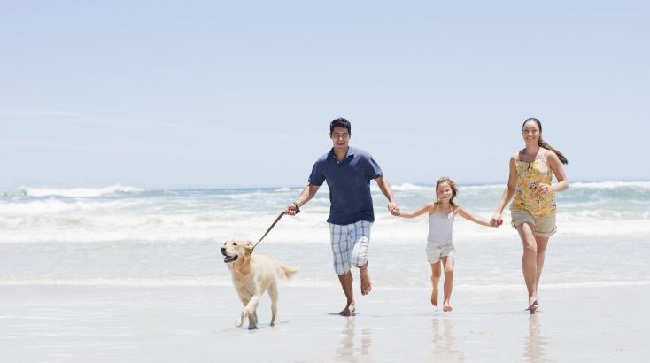 Destin Florida Beaches Dog Friendly