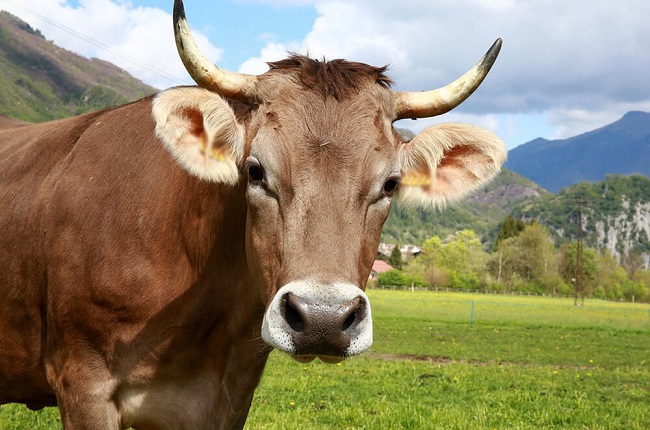 Do Female Cows Have Horns