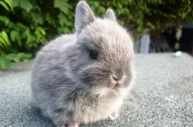 Mini Lop Bunny