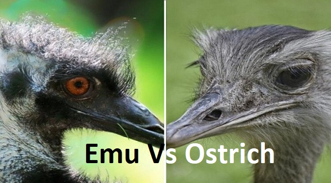Emu Vs Ostrich