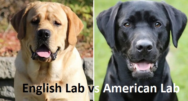 English Lab vs American Lab