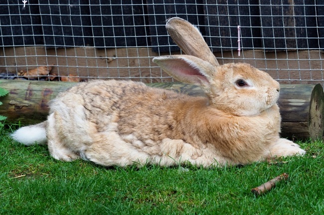 Flemish Giant Rabbits For Sale