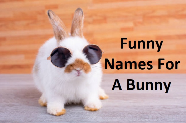 Funny Names For a Bunny