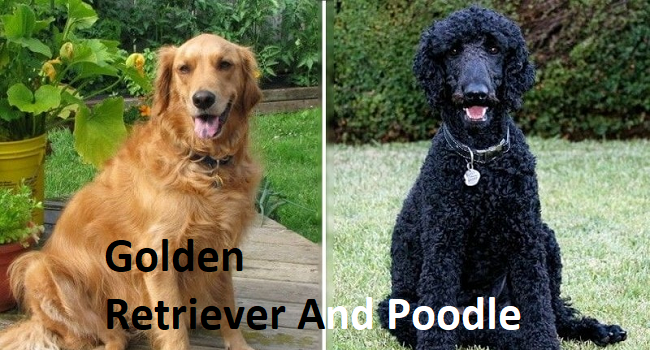 Golden Retriever and Poodle
