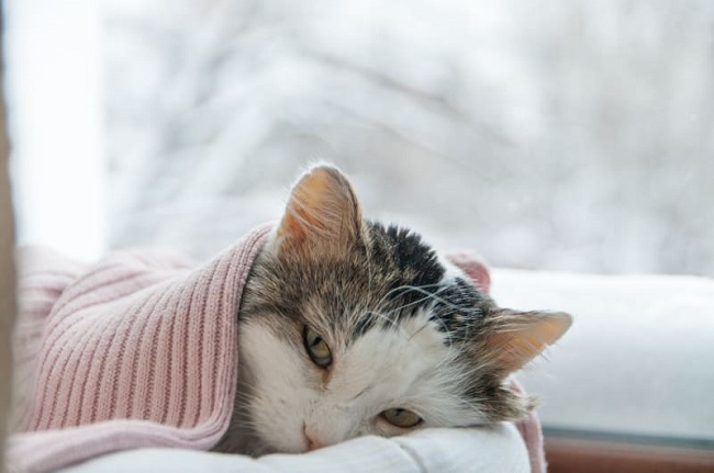 Home Remedies For Cats with Cold