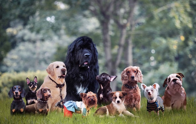 How Many Breeds of Dogs are There in the World