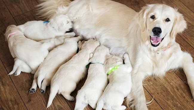 How Many Puppies Can a Dog Have