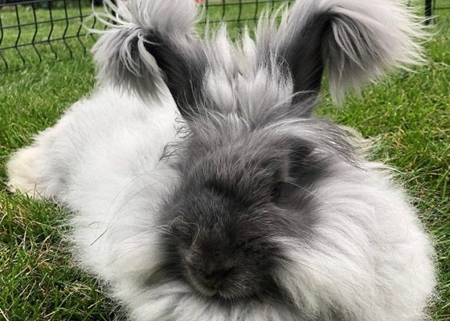 Long Haired Rabbits