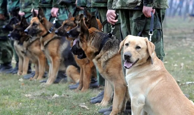Military Dog Breeds