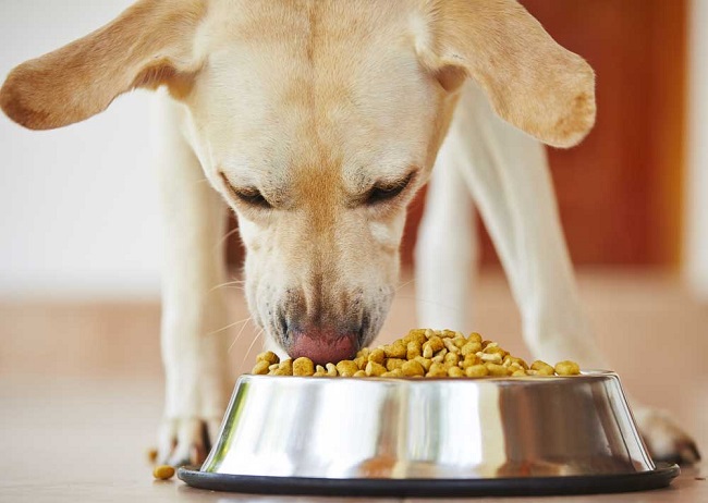 Retriever Dog Food