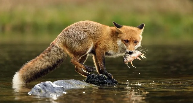 What Do Foxes Eat
