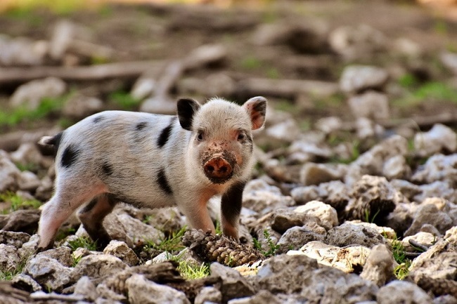 What is the Smallest Breed of Pigs