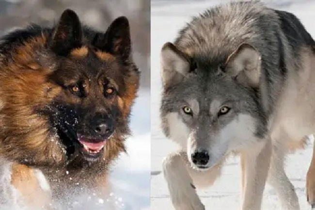 Wolf Size vs. Dog Size