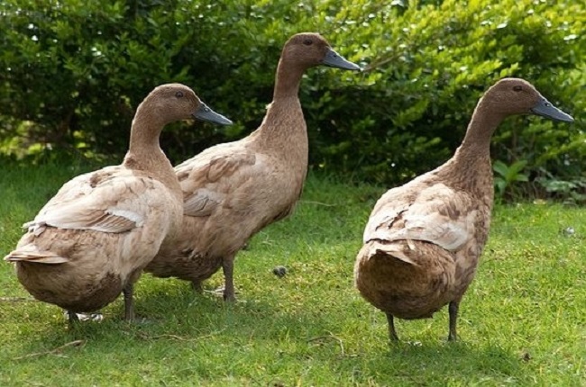 Brown Duck Breed