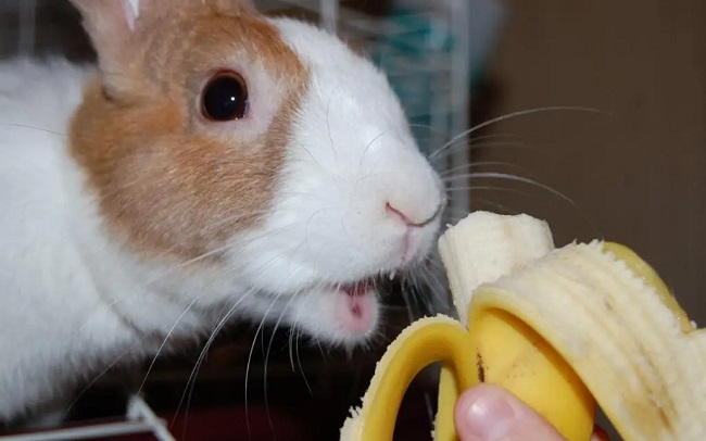 Can Rabbits Eat Bananas Peels