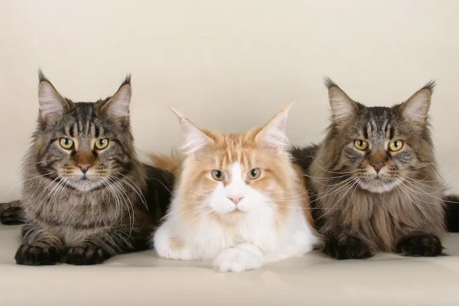 Cats with Tufted Ears
