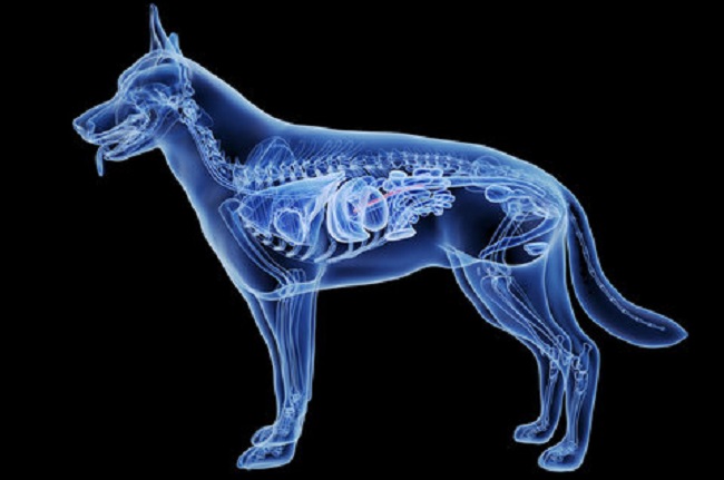 Cost For X Ray For Dogs