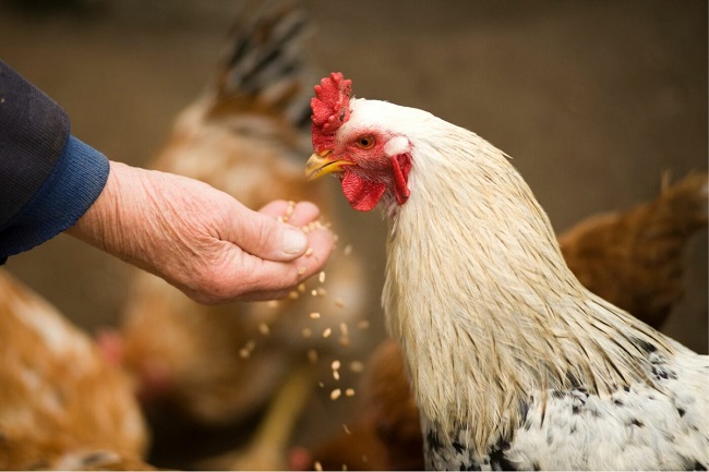 Cost to Raise Chickens