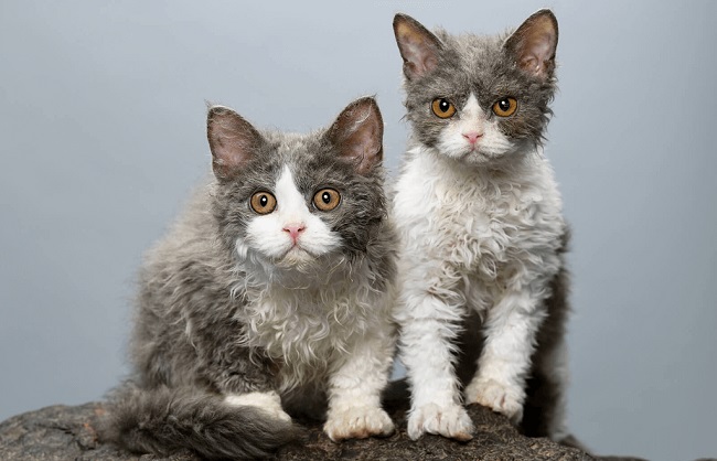 Curly Haired Cats