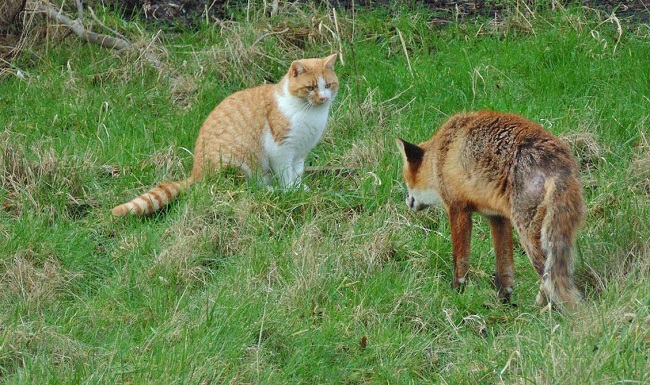 Do Foxes Attack and Eat Cats