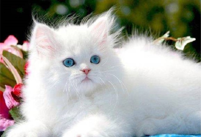 Fluffy White Cat Breeds