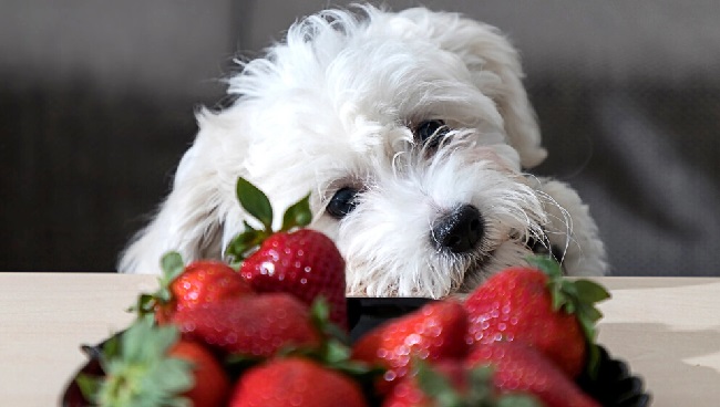 Fruits And Vegetables Dogs Can Eat List