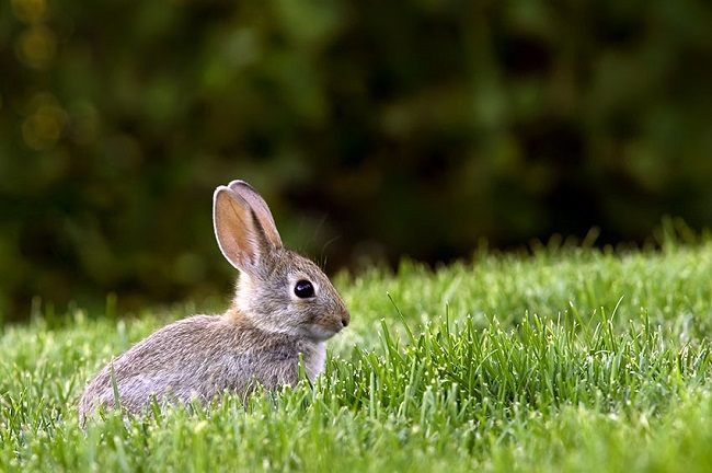 Herbivores Rabbit