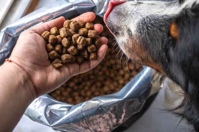 Best Dog Food For Skin and Coat