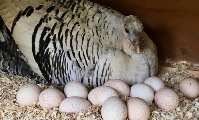 How Many Eggs Do Turkey Lay
