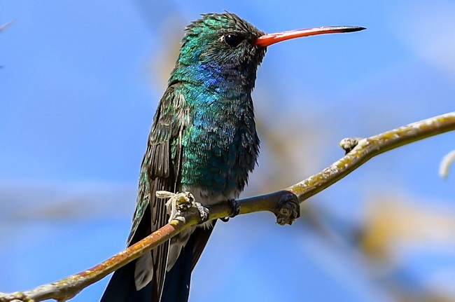 Hummingbird as Pet