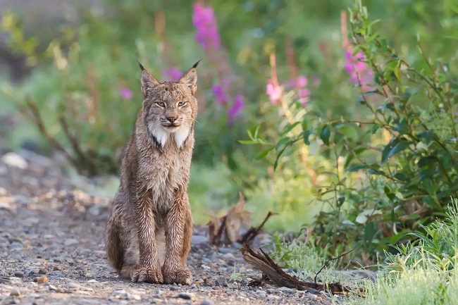 Lynx as a Pet