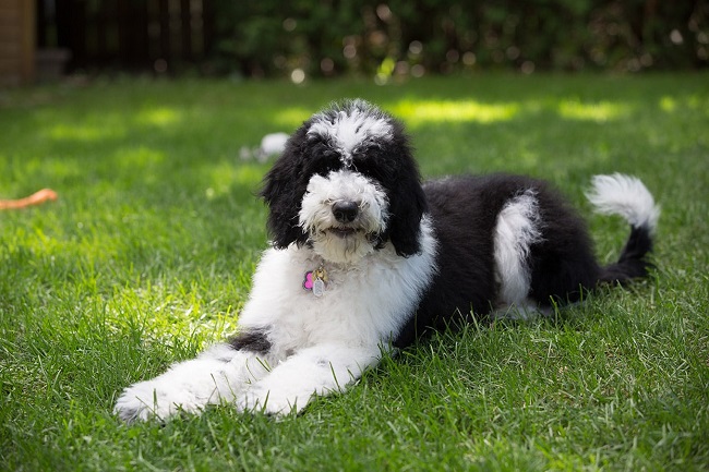 Old English Sheepdog Mix with Poodle