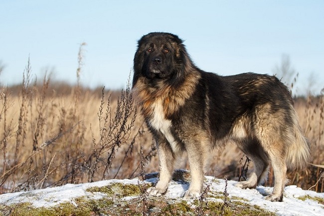 Russian Large Breed Dogs