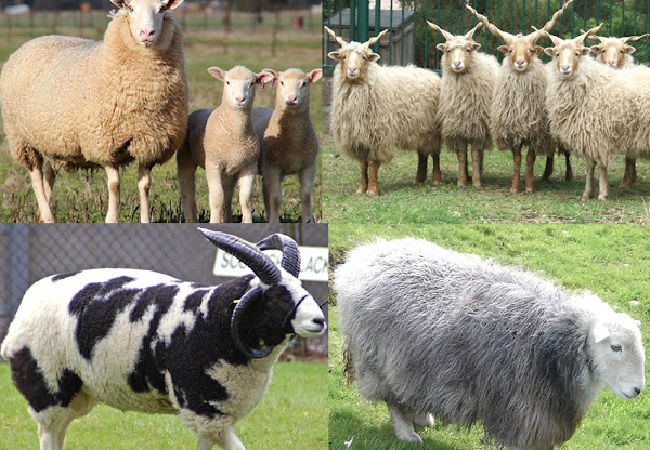 How Much Does Sheep Cost