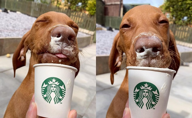 Starbucks Puppuccino Cost