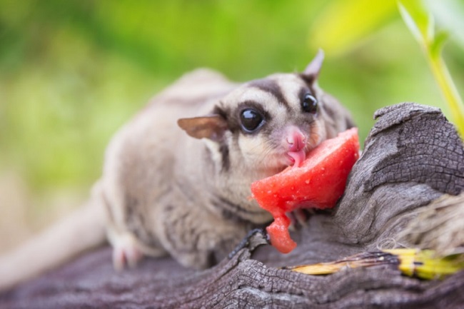 What Do Sugar Gliders Eat