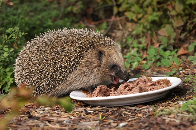 What Does a Pet Hedgehog Eat