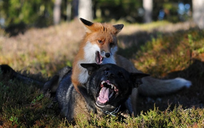 Will a Fox Attack a Dog