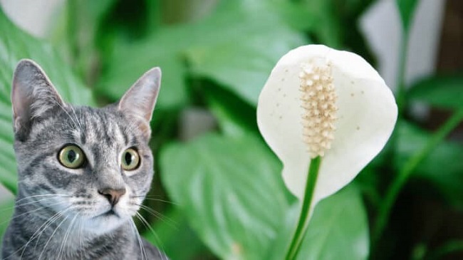 Are Peace Lily Cats Toxic