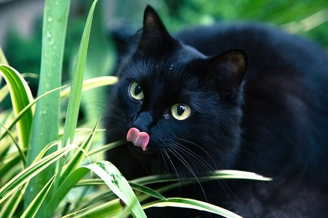 Black Cat Green Eyes